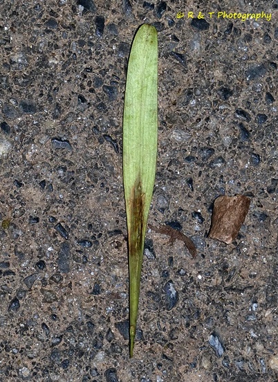 {Fraxinus pennsylvanica}